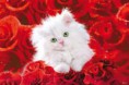 /album/rozen-/poes-met-rozen-jpg1/